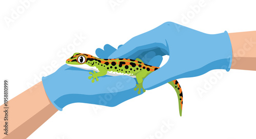 Two gloved hands, wearing light blue examination gloves, gently hold a vibrant green and orange gecko with black spots against a pure white background.