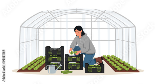 An illustrated person harvests green vegetables into black crates inside a clear greenhouse with rows of plants.