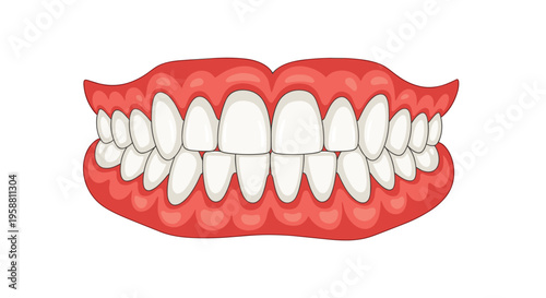 A detailed illustration shows a full set of healthy human teeth with white enamel and pink gums.
