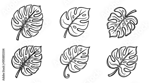 monstera leaf line vector set. black color sketches style on white background. Vector illustration.