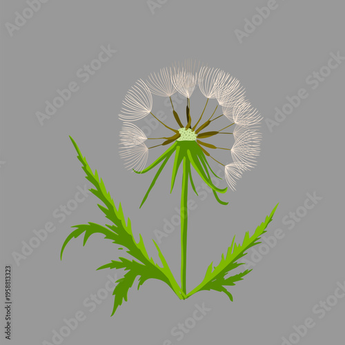 White dandelion on a gray background object . Hand drawn. Not AI, vector illustration.
