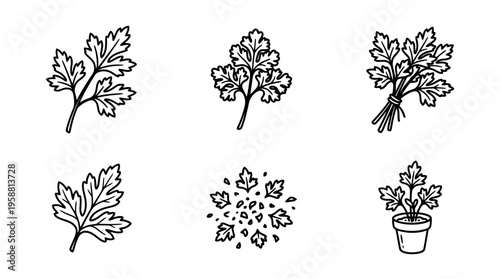 parsley line vector set. black color sketches style on white background. Vector illustration.