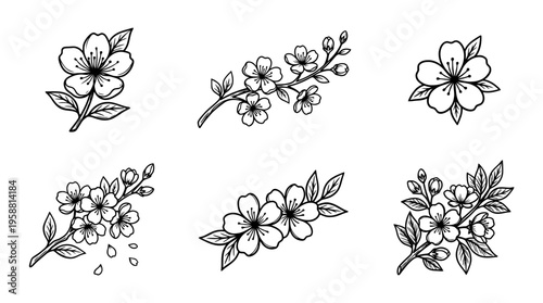 sakura cherry blossom line vector set. black color sketches style on white background. Vector illustration.