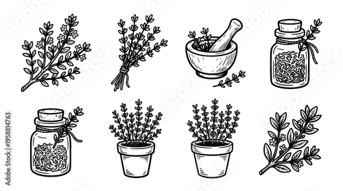 thyme line vector set. black color sketches style on white background. Vector illustration.