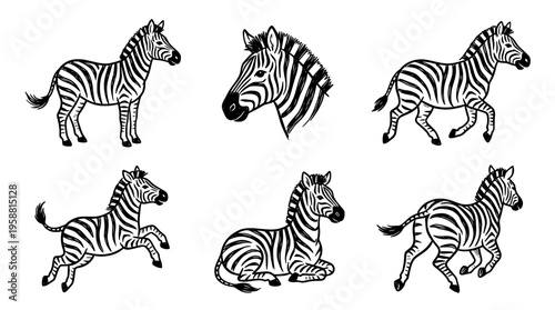 zebra line vector set. black color sketches style on white background. Vector illustration.