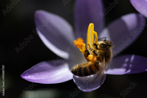 A honey bee searches pollen on a crocus