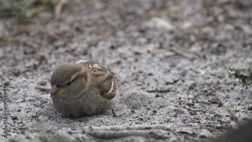 Funny house Sparrow having bath with sands on ground
