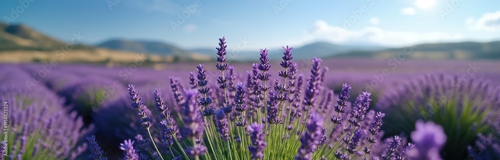 Fototapeta premium Vast lavender field under blue sky. Purple flowers bloom in neat rows stretching to distant hills. Sunlight bathes landscape with warm glow. Peaceful nature scene.