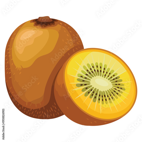Vector illustration of gold kiwifruit known for sweet sour and slightly astringent taste growing in cool temperatures such as highlands fresh fruit design