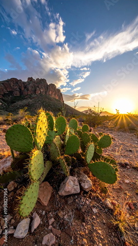 Cactus in a Red Rock Desert with a Dynamic Cloudscape