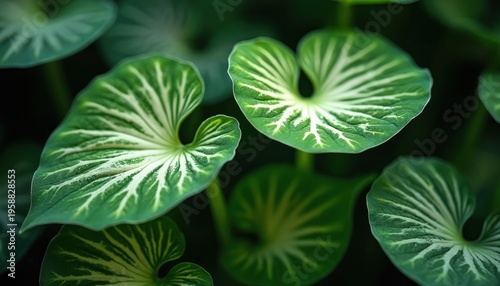 Green Anthurium crystallinum leaves show intricate white vein patterns. Lush tropical foliage detail creates natural beauty and organic design. Macro view reveals plant growth.