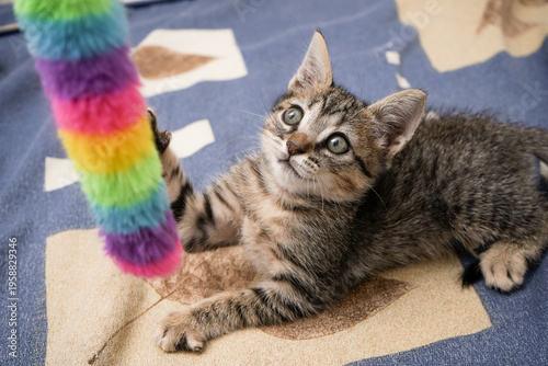 Foto Kitten playing with colorful rainbow toy on blanket