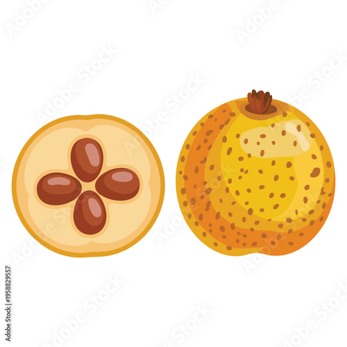 Yellow Mexican hawthorn tejocote fruit vector illustration isolated traditional ingredient for Christmas ponche seasonal culinary artwork