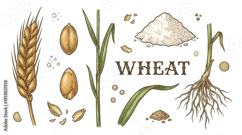Hand Drawn Wheat Botanical Vector Set with Ear of Grain Flour Seeds and Roots in Vintage Engraving Style