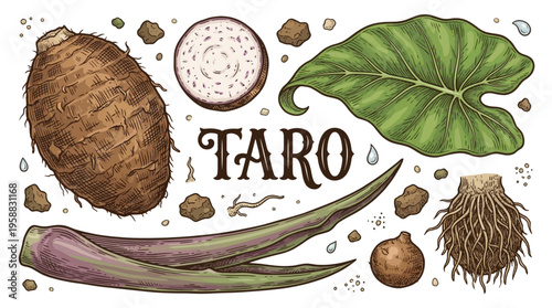 Hand drawn taro root vector illustration set with whole corm, slice, large leaf, stalks and roots in vintage botanical style