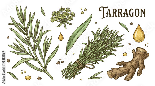Vintage hand drawn tarragon herb botanical illustration set with branch, tied bundle, leaves, flowers, root and essential oil drops on black background