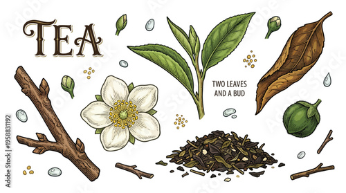 Botanical Vector Illustration of Tea Plant Parts Including Fresh Leaves, White Flower, and Dried Tea Leaves in Vintage Hand Drawn Style