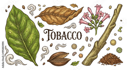 Botanical Illustration of Tobacco Plant Parts Including Green and Dry Leaves Flowers and Seeds