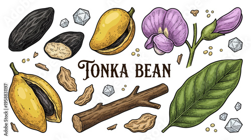 Hand Drawn Botanical Tonka Bean Illustration Set with Pods, Seeds, Flowers, Leaves and Wood. Vintage Engraving Style Vector Graphics on Black Background.