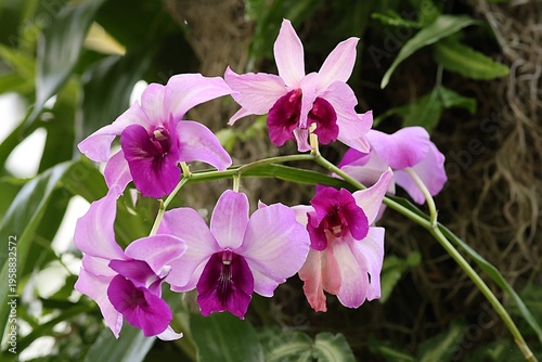 Photos Cluster of Purple Dendrobium Orchid Flowers in Tropical Garden.