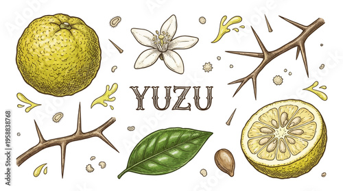 Hand-drawn vector illustration of yuzu citrus fruit set including whole fruit, slice, flower, leaf, and branch. Vintage botanical engraving style on black background.
