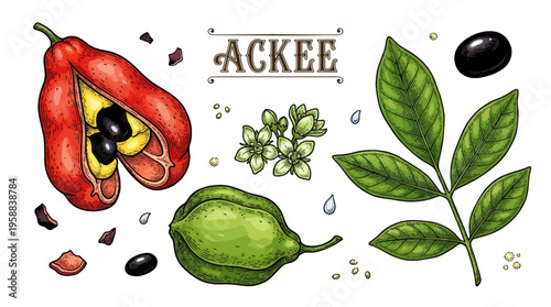 Vintage botanical illustration of Ackee fruit with leaves flowers and seeds. Hand drawn vector collection of tropical Blighia sapida isolated on white background.
