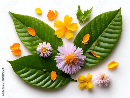 Fresh green leaves provide a natural s for colorful blossoms and scattered petals, creating a vibrant floral display on white background.