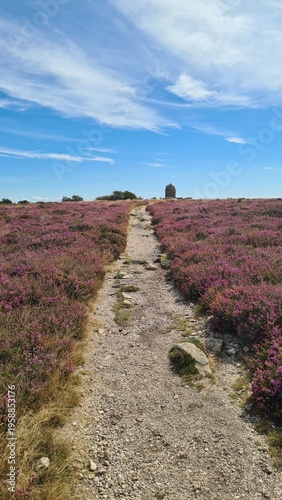 Fotografía Sentier à travers les beaux champs de bruyère du sommet du mont Caroux (parc nat