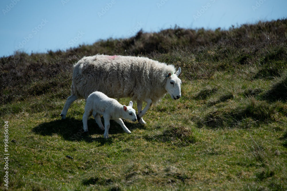 Fototapeta premium sheep in the mountains