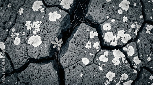 Black and white cracked rock texture with lichen and small plant emerging in harsh environment