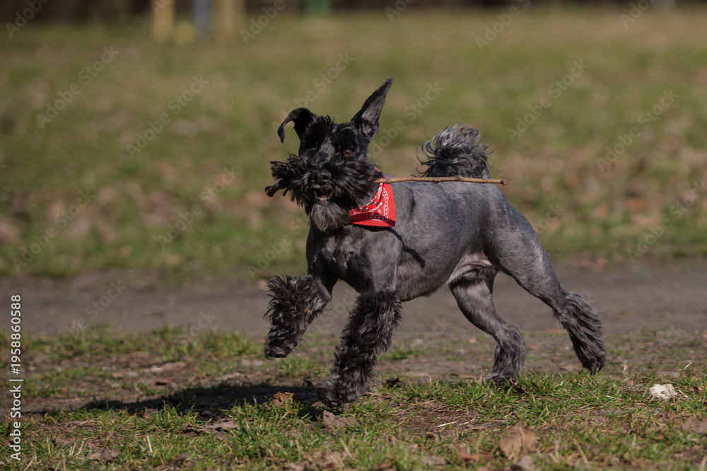 Fototapeta premium Active Black Miniature Schnauzer Dog Playing with Stick in Spring Park