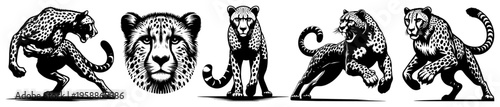 Cheetah mascot set and wild cat head icons, aggressive leopard character in action poses for sports logo and tattoo design, black and white predator animal illustrations
