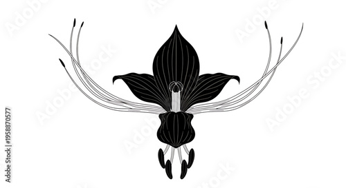 A minimalist black and white vector graphic illustration of a stylized flower with long stamens on a white background