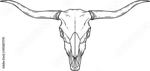 Detailed linework longhorn steer skull western americana rustic animal skull art vector
