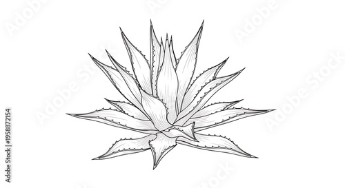 A minimalist vector illustration of an aloe vera plant on a white background