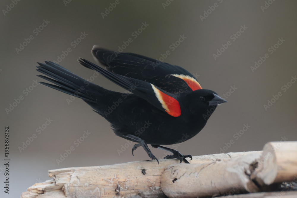 Obraz premium Red Winged Blackbirds walking on branch