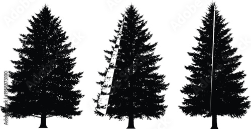 Collection of pine tree silhouettes, evergreen forest trees, Christmas tree design, black vector illustration, nature symbol, woodland graphic, seasonal decoration
