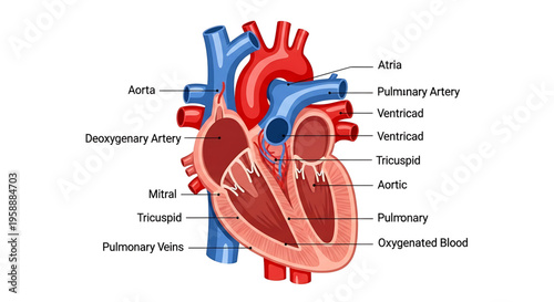 A detailed vector illustration of a human heart with labeled parts for medical and educational use