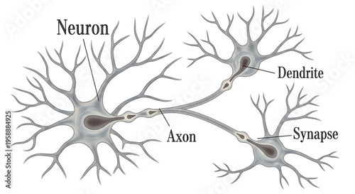A detailed illustration of neurons and their components, including dendrites, axons, and synapses, in a flat, minimalist design.