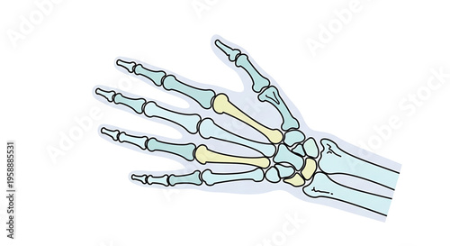 A detailed vector illustration of a human hand skeleton, showcasing the bones of the wrist and fingers in a clear and educational design.