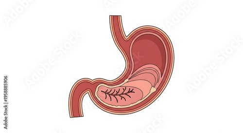 A detailed vector illustration of the human stomach with its internal anatomy.