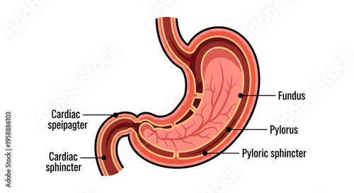 A detailed vector graphic illustration of the human stomach anatomy with labeled parts