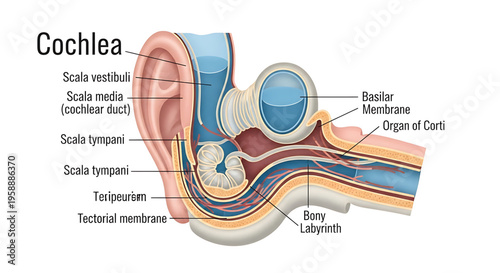 A detailed illustration of the human ear's cochlea, showcasing its intricate anatomy and labeled components.
