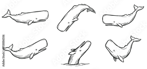 Hand drawn sketch of sperm whale vector set. Collection of marine mammal illustrations in various poses swimming and diving. Ocean wildlife nature drawing isolated on white background.