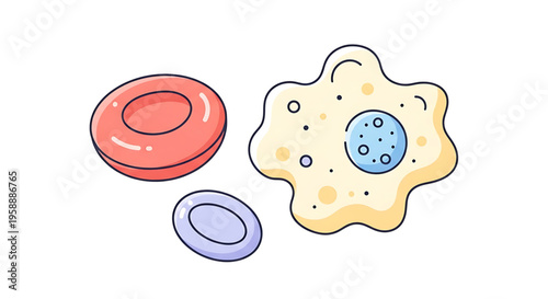A colorful vector illustration of human cells, including a red blood cell, a platelet, and a white blood cell, used for medical and educational purposes.