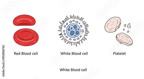 A medical illustration of red blood cells, white blood cells, and platelets in a simple, flat design style.