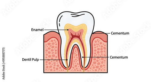 A detailed vector illustration of a tooth anatomy showing enamel, cementum, and dentil pulp