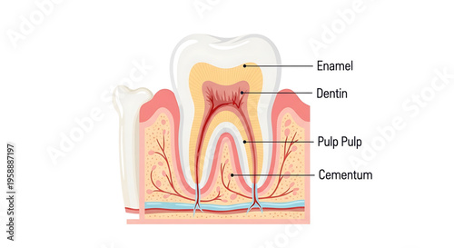 A detailed vector illustration of a tooth cross-section showing enamel, dentin, pulp, and cementum layers.