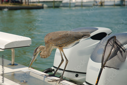 A great blue heron perches on the gunwale of a fishing boat beside outboard motors and a landing net, poised and focused over calm green water in a sunny marina setting.
