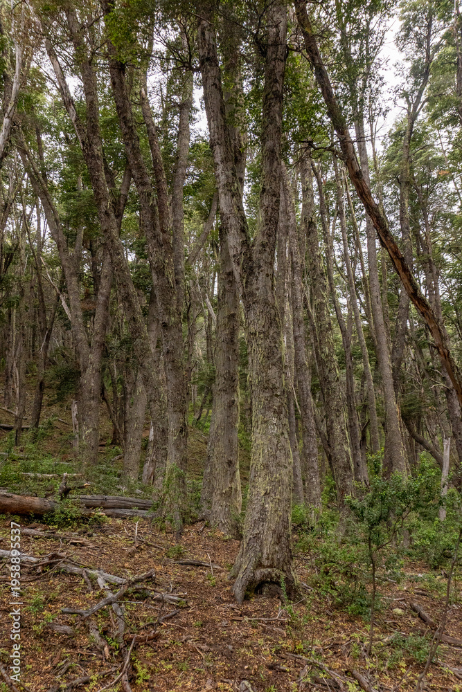 Fototapeta premium trees in the forest